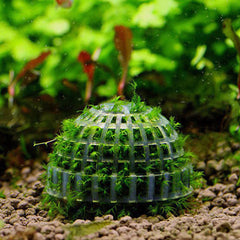 Aquarium Moss Ball – Live Plant Decoration for Fish Tanks, Natural Water Filter for Shrimp & Fish