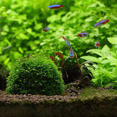Aquarium Moss Ball – Live Plant Decoration for Fish Tanks, Natural Water Filter for Shrimp & Fish
